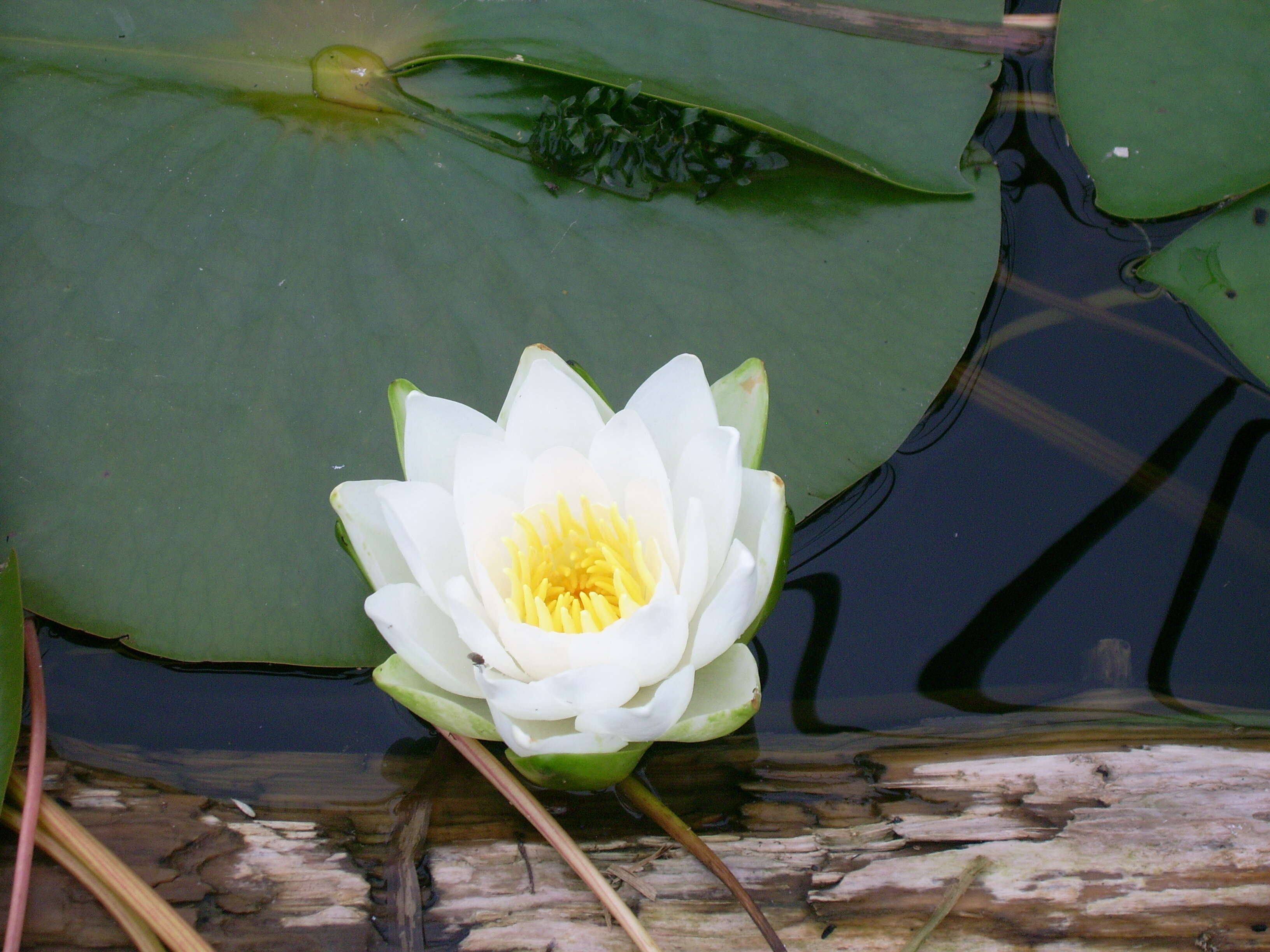 Image de Nymphaea odorata subsp. tuberosa (Paine) J. H. Wiersema & C. B. Hellquist