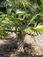 Image of Old man palm