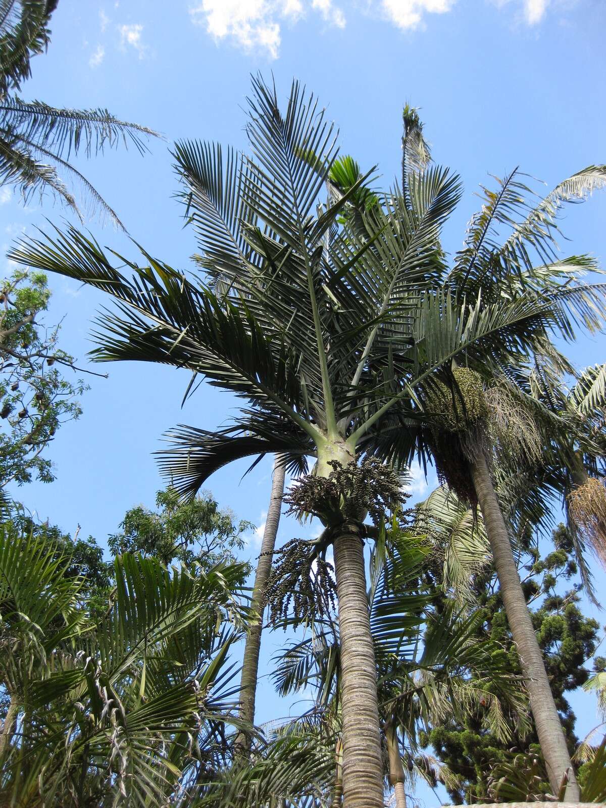 Image of Rhopalostylis baueri (Hook. fil.) H. Wendl. & Drude