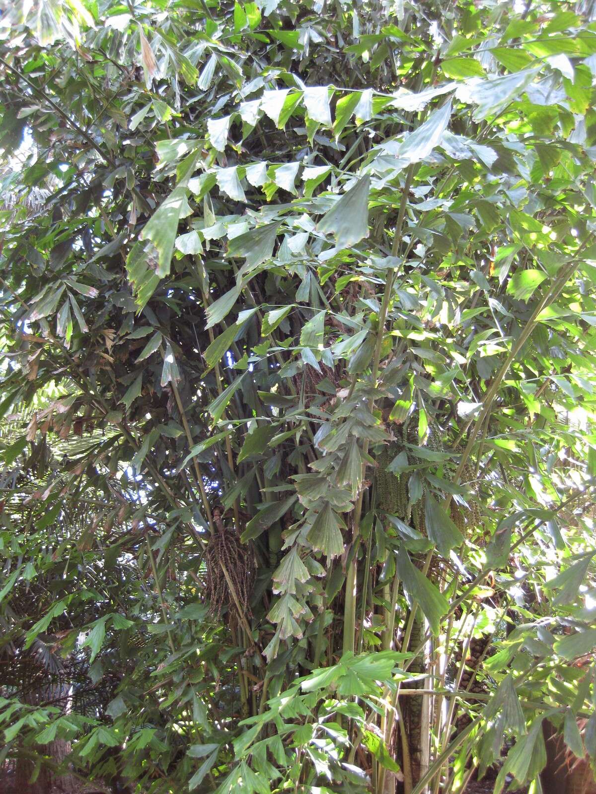 Image of Burmese fishtail palm