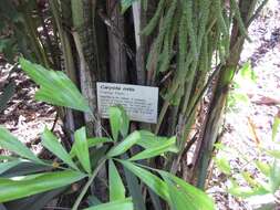 Image of Burmese fishtail palm