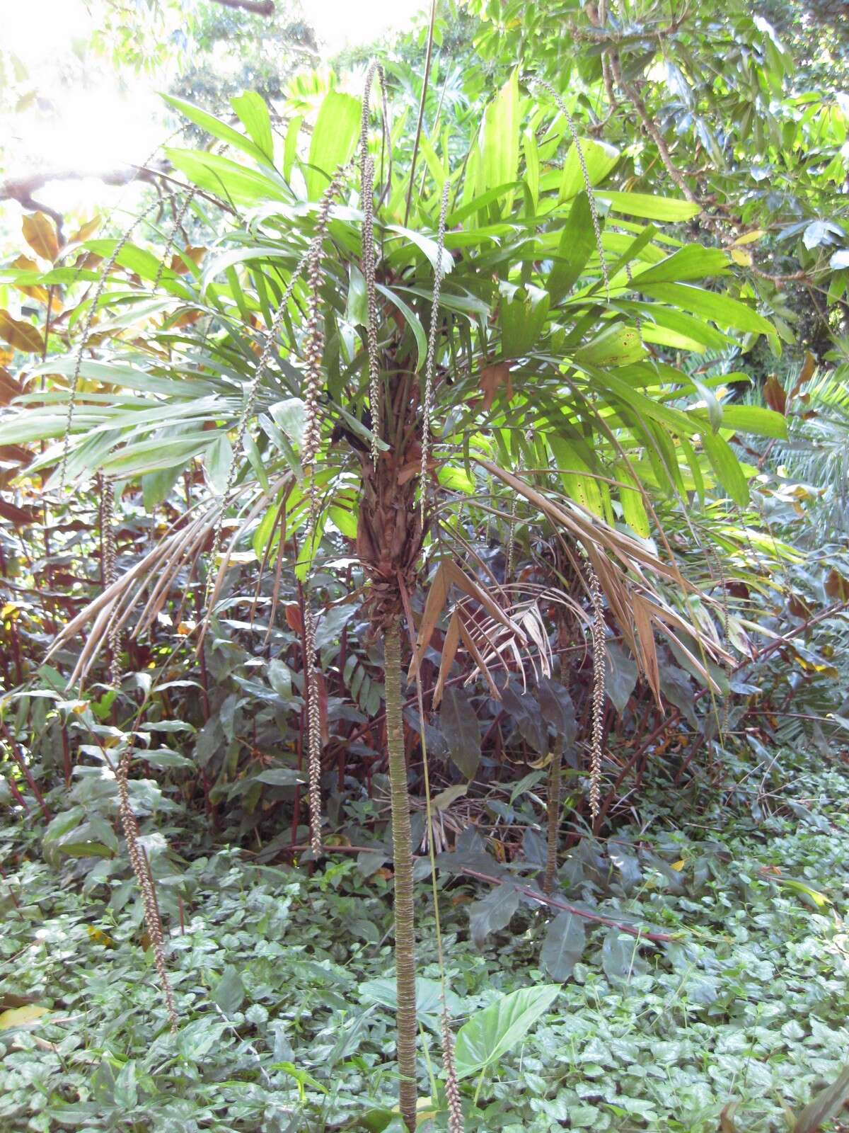 Image of Linospadix monostachyos (Mart.) H. Wendl.