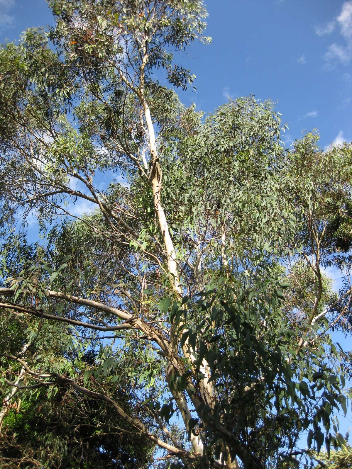 Image of Eucalyptus sclerophylla (Blakely) L. A. S. Johnson & Blaxell