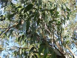 Image of Eucalyptus sclerophylla (Blakely) L. A. S. Johnson & Blaxell