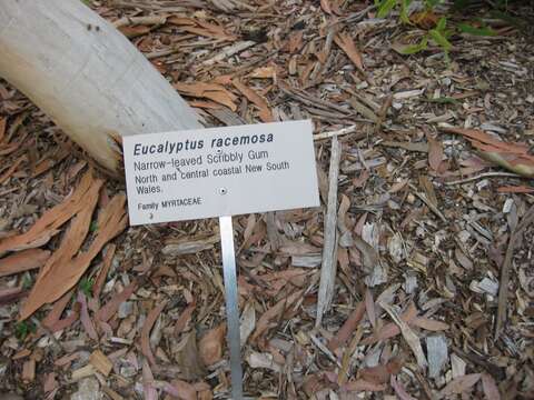 Image of Eucalyptus sclerophylla (Blakely) L. A. S. Johnson & Blaxell