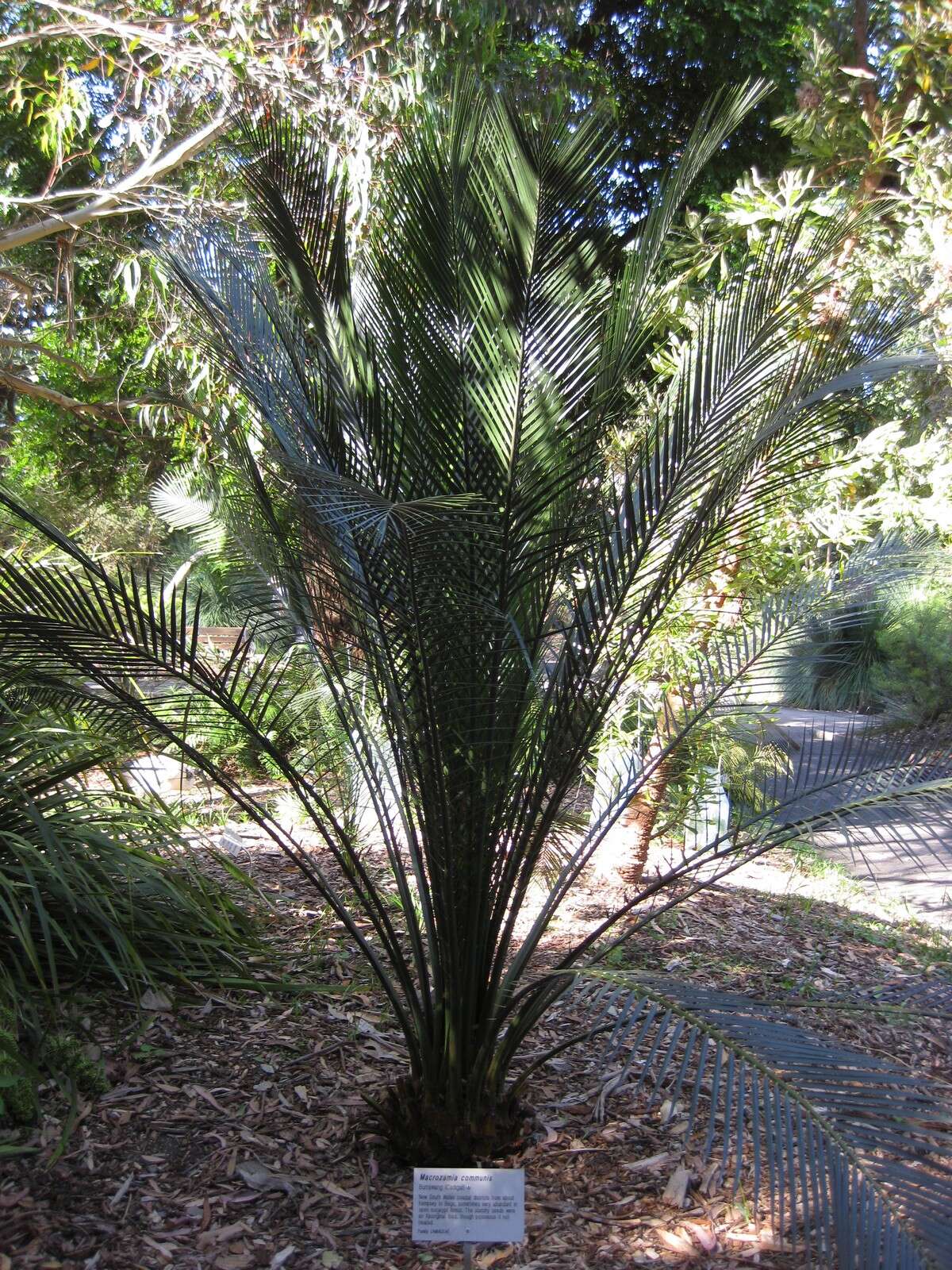 صورة Macrozamia communis L. A. S. Johnson