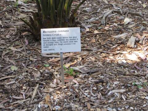 صورة Macrozamia communis L. A. S. Johnson