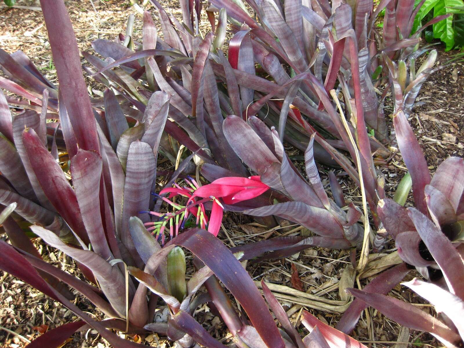 Image of billbergia