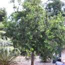 Sivun Podocarpus lambertii Klotzsch ex Endl. kuva
