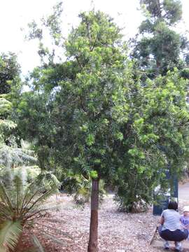 Image of Podocarpus lambertii Klotzsch ex Endl.