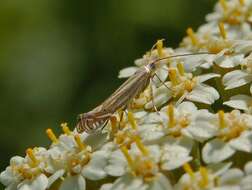 Image of Isophrictis striatella