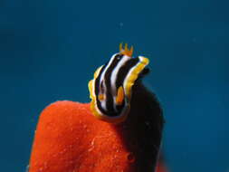 Image de Chromodoris magnifica (Quoy & Gaimard 1832)