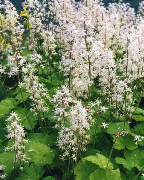 Image of Heartleaved foamflower