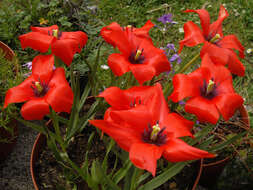 Image of Tulipa linifolia Regel