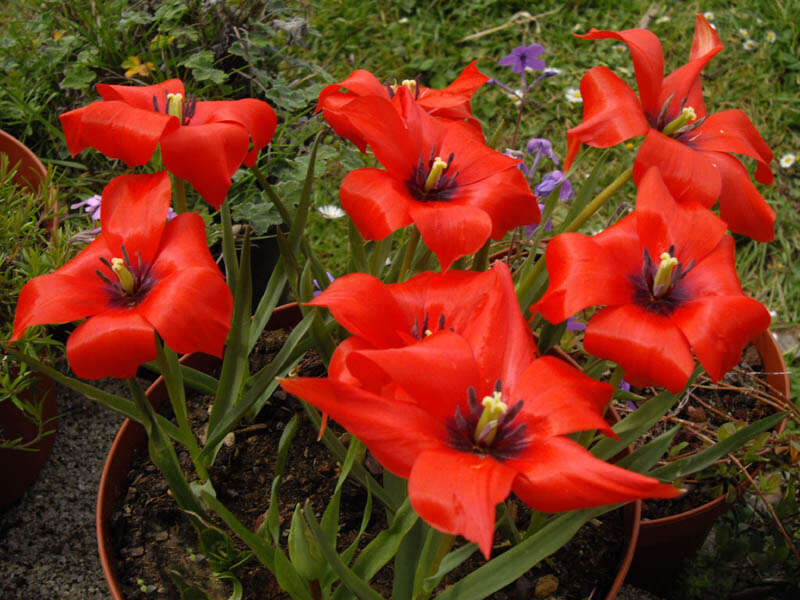 Image of Tulipa linifolia Regel