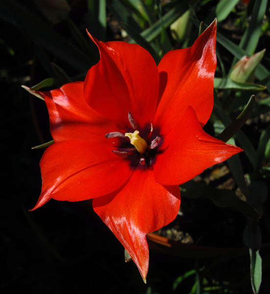 Image of Tulipa linifolia Regel