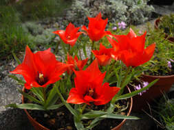 Image of Tulipa linifolia Regel