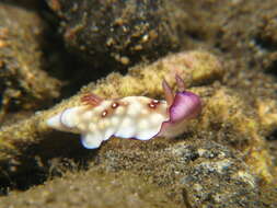 Image of Geometric brown headflapper slug