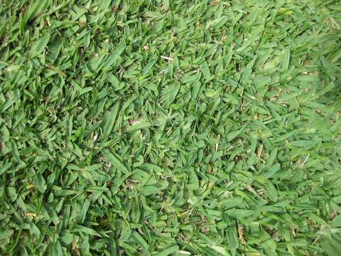 Image of St. Augustine grass