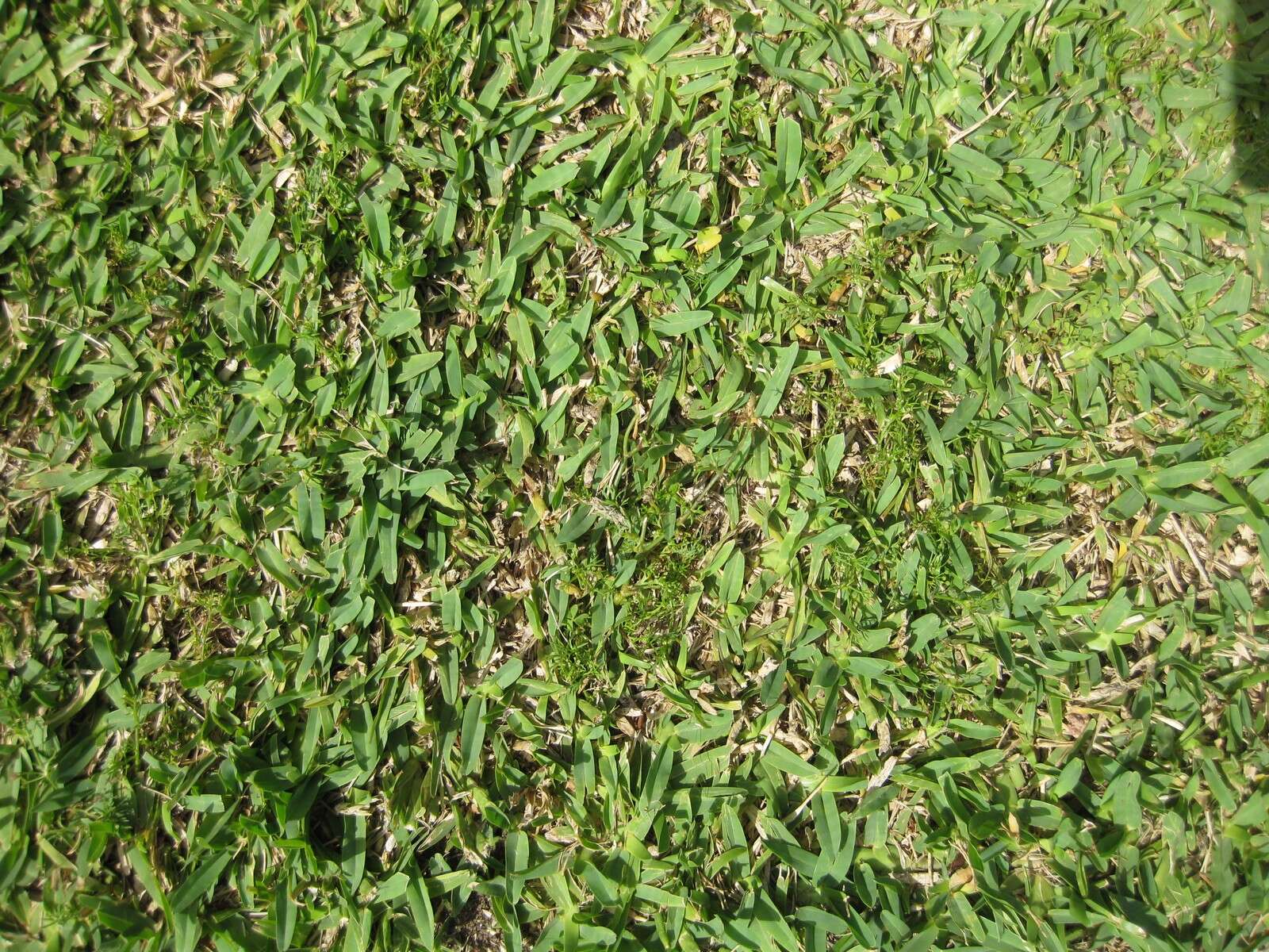 Image of St. Augustine grass