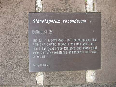 Stenotaphrum resmi