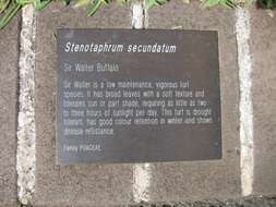 Stenotaphrum resmi