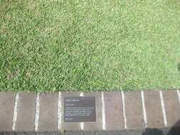 Image of Japanese Zoysiagrass