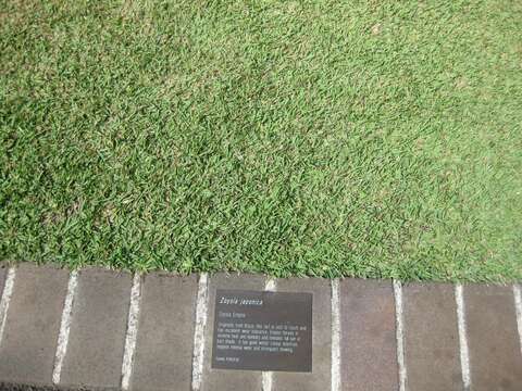 Image of Japanese Zoysiagrass