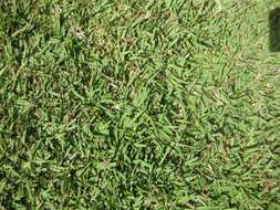 Image of Japanese Zoysiagrass