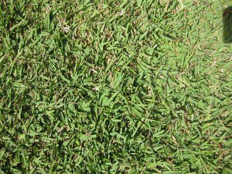 صورة Zoysia japonica Steud.