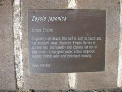 Image of Japanese Zoysiagrass