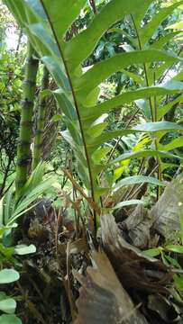 Image of basket fern