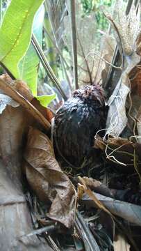 Image of basket fern