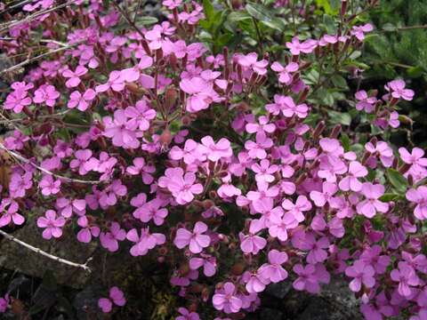 Image of rock soapwort