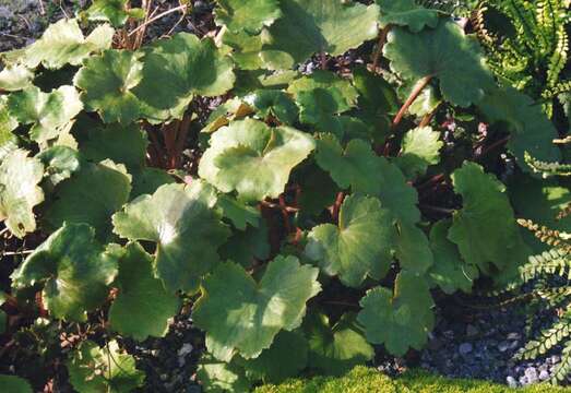 Plancia ëd Saxifraga fortunei Hook.