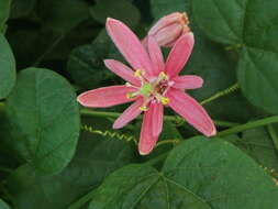 Image of Passiflora sanguinolenta Mast. & Linden