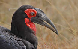 Image of Southern Ground Hornbill