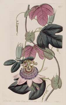 Image of Passiflora picturata Ker-Gawl.