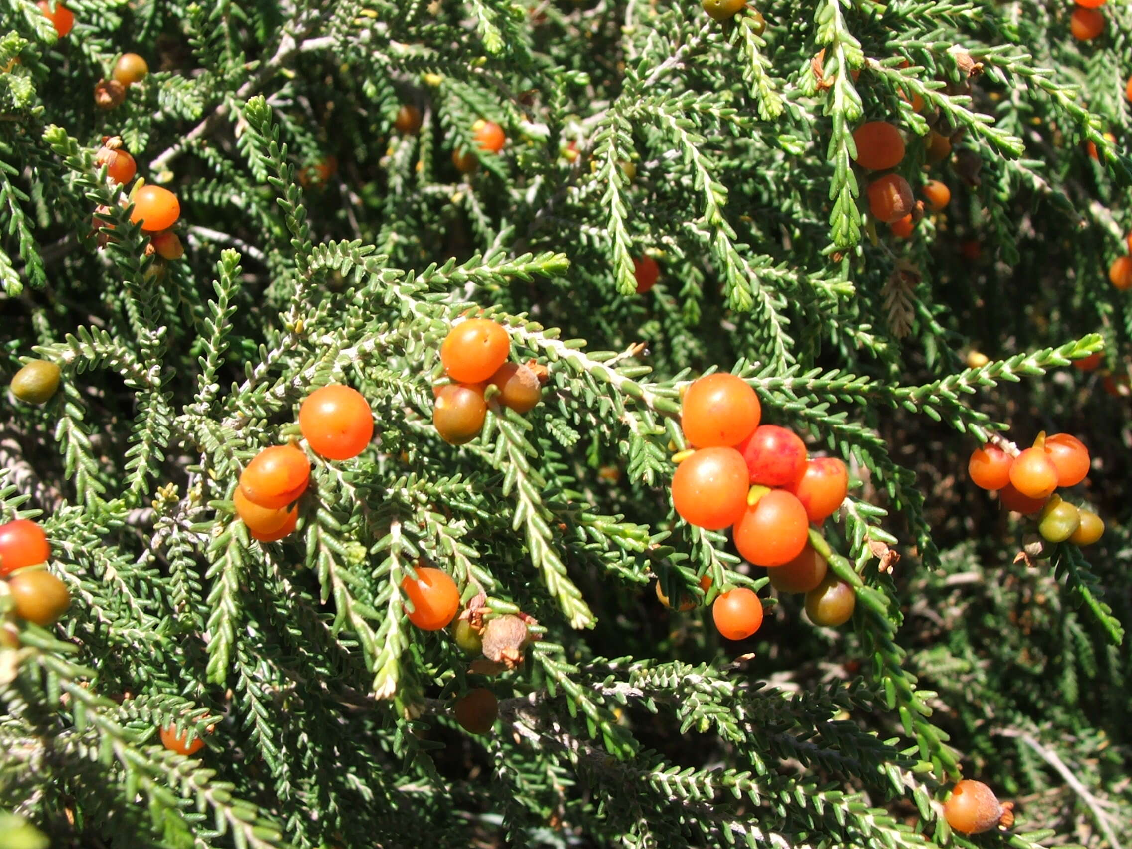 Image of Passerina ericoides L.