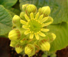 Image of Sempervivum ciliosum Craib