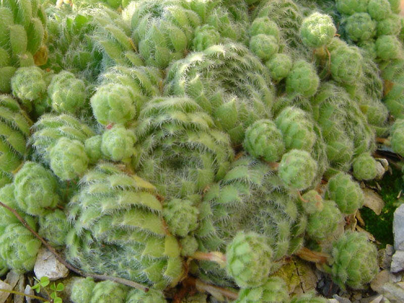 Image of Sempervivum ciliosum Craib