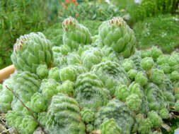 Image of Sempervivum ciliosum Craib