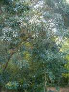 Image of Protorhus longifolia (Bernh.) Engl.