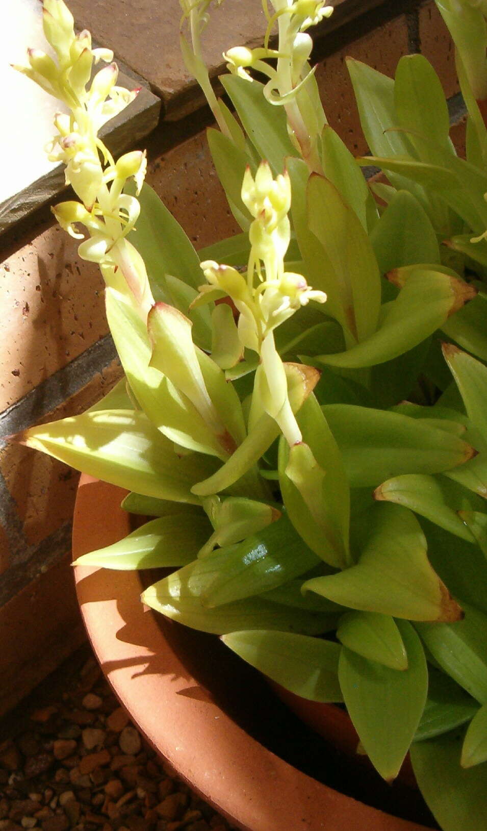 Image de Satyrium odorum Sond.