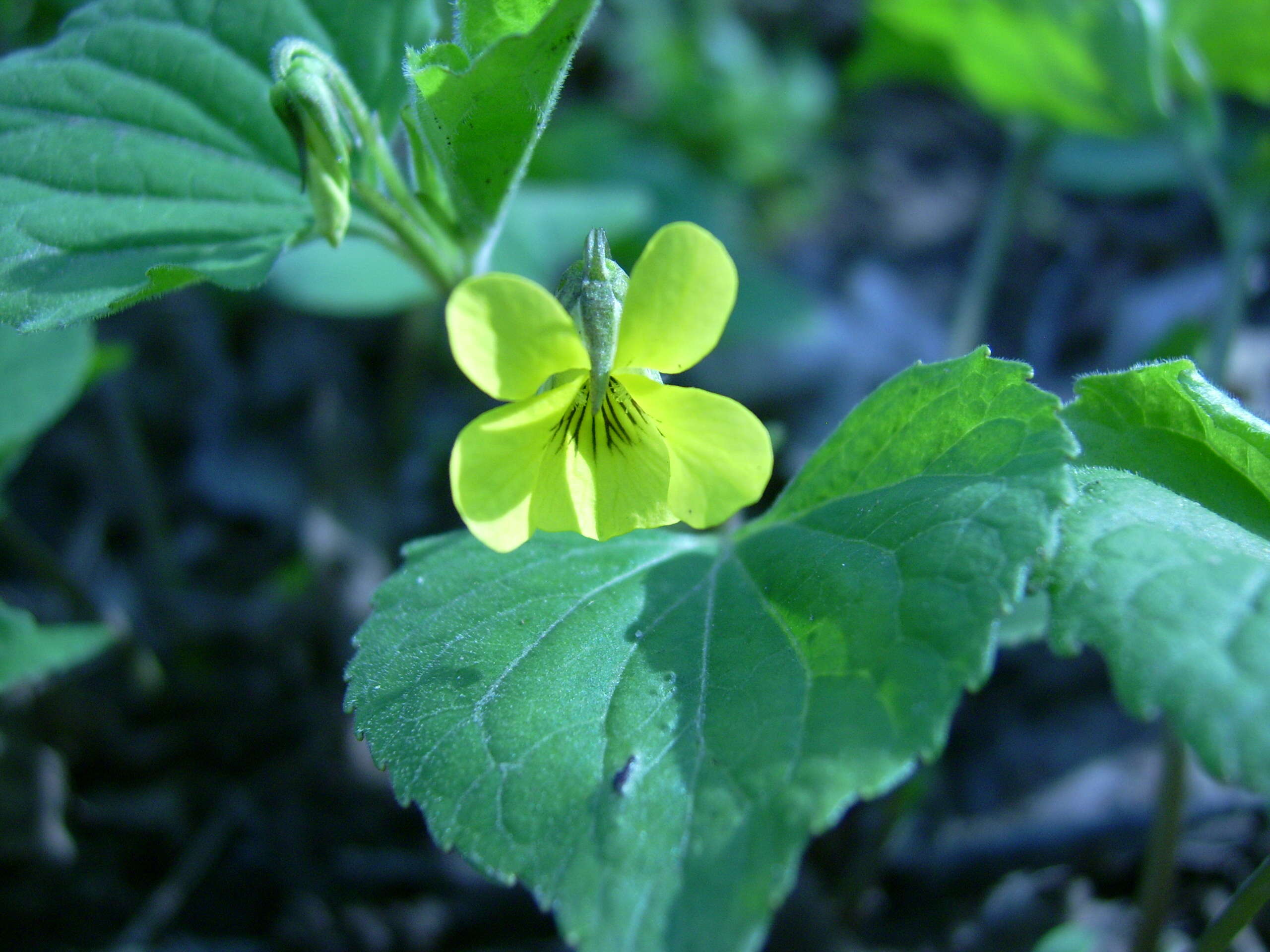 Image of downy yellow violet