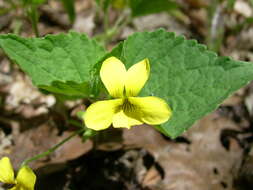 Image of downy yellow violet