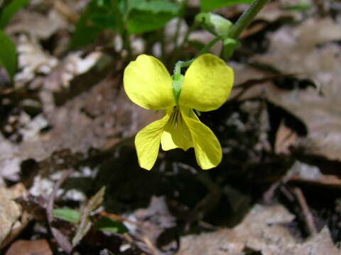 Image of downy yellow violet