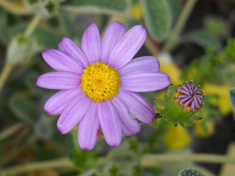 Image of redpurple ragwort