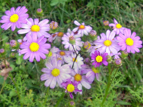 Image of redpurple ragwort