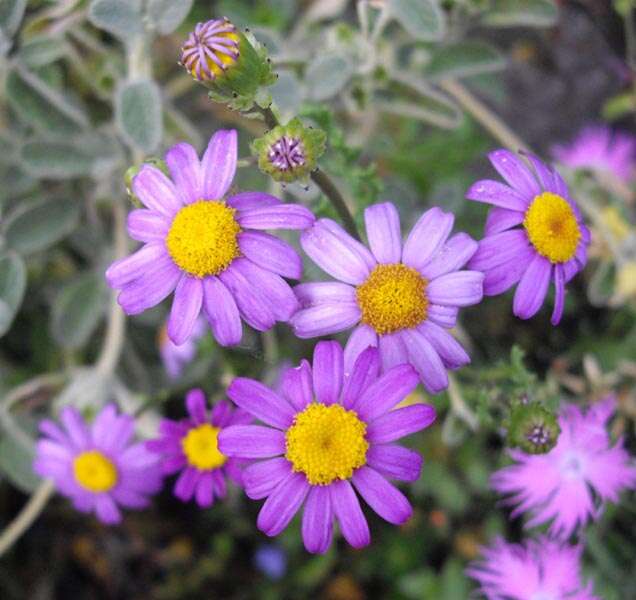 Image of redpurple ragwort